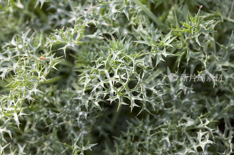 海冬青(Eryngium burgatii)